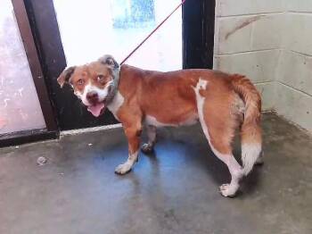 DONNA -  Pit Bull Terrier and Mixed Breed Dog for Adoption in Tulsa, Oklahoma - DONNA | PetCurious