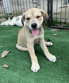 BETSY -  Great Pyrenees and Mixed Breed Dog for Adoption in Cincinnati, Ohio - BETSY | PetCurious