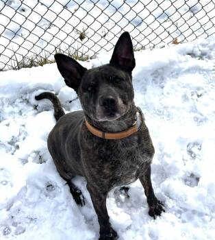 Australian Cattle Dog Blue Heeler Dogs Available for Adoption - Tony/courtesy Post | PetCurious