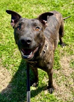 Plott Hound and Mixed Breed Dogs Available for Adoption in York, South Carolina - BLAZE | PetCurious