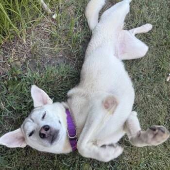 Serena -  Siberian Husky and Mixed Breed Dog for Adoption in Elk Grove Village, Illinois - Serena | PetCurious