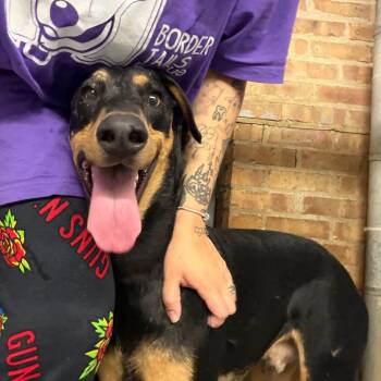 Doug -  Doberman Pinscher Dog for Adoption in Northbrook, Illinois - Doug | PetCurious