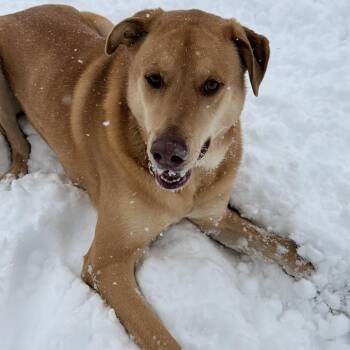 Mixed Breed Dogs Available for Adoption in Wappingers Falls, New York - Jordy/Joey | PetCurious