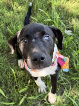 TINKERBELL -  Labrador Retriever and Mixed Breed Dog for Adoption in Tulsa, Oklahoma - TINKERBELL | PetCurious