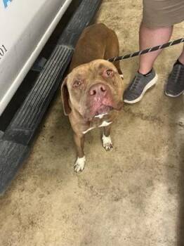 Chowder -  American Staffordshire Terrier and Mixed Breed Dog for Adoption in Gainesville, Florida - Chowder | PetCurious