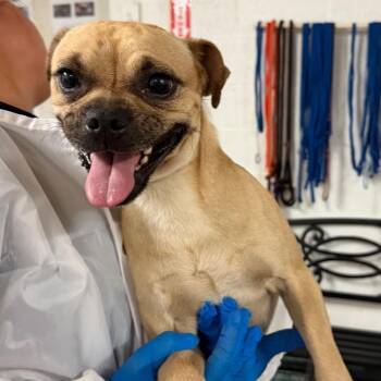 Roli -  Pug and Chihuahua Dog for Adoption in Edinburg, Texas - Roli | PetCurious