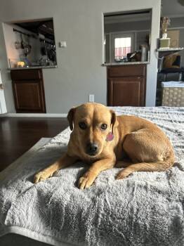 Rescue Chihuahua Dogs for Adoption in San Diego, California - Tushi | PetCurious