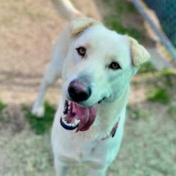 Labrador Retriever Dogs Available for Adoption in Warwick, Rhode Island - AURA | PetCurious