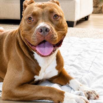 Chrissy -  Staffordshire Bull Terrier Dog for Adoption in San Diego, California - Chrissy | PetCurious