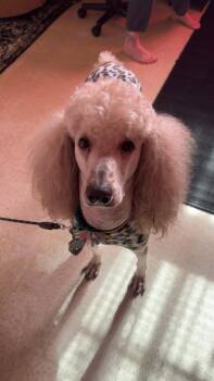 SPONSOR OR FOSTER ME - Teddy Bear -  Standard Poodle Dog for Adoption in Grafton, Wisconsin - SPONSOR OR FOSTER ME - Teddy Bear | PetCurious