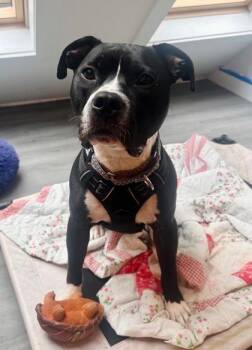 Mixed Breed Dogs Available for Adoption in Chamblee, Georgia - Bulk Master | PetCurious