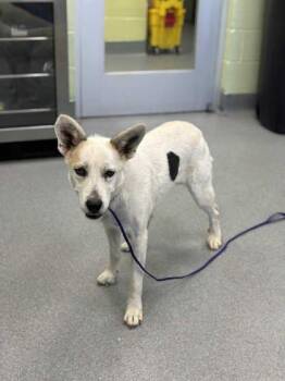 Rescue Retriever and Mixed Breed Dogs for Adoption in Longview, Texas - Cinderella | PetCurious