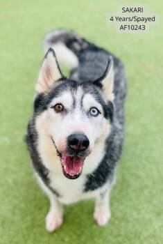Rescue Husky Dogs for Adoption - Sakari | PetCurious