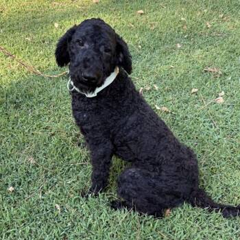 Jo Jo -  Poodle Dog for Adoption in Heber Springs, Arkansas - Jo Jo | PetCurious