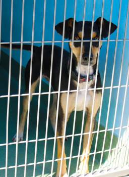 Terrier Dogs Available for Adoption - HAROLD | PetCurious