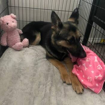Nala (PKA Hermosa) -  German Shepherd Dog Dog for Adoption in Tulsa, Oklahoma - Nala (PKA Hermosa) | PetCurious