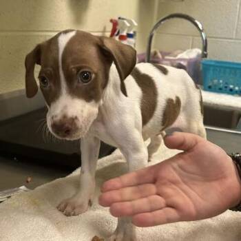 Flop -  Mixed Breed Dog for Adoption in Asheville, North Carolina - Flop | PetCurious