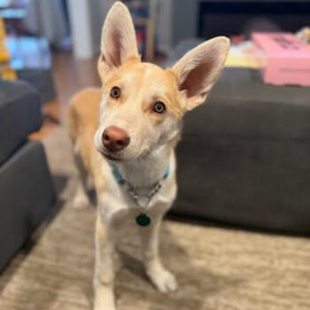 Rescue Husky Dogs for Adoption in Buffalo, Minnesota - Wayo | PetCurious