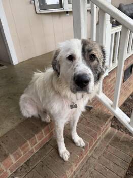 Great Pyrenees and Anatolian Shepherd Dogs Available for Adoption in Holly Springs, North Carolina - Elsa - Disney Litter Mom | PetCurious