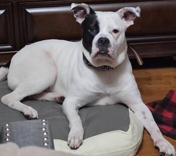 Dio -  Boxer and American Bulldog Dog for Adoption in Longview, Texas - Dio | PetCurious