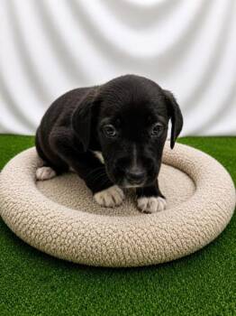 PaulMitchell -  Mixed Breed Dog for Adoption in Covington, Louisiana - PaulMitchell | PetCurious