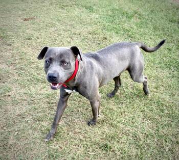 Rescue Staffordshire Bull Terrier Dogs for Adoption in Senatobia, Mississippi - Dozer | PetCurious