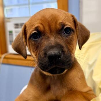 Puppy 8 -  Mixed Breed Dog for Adoption in Redwood Valley, California - Puppy 8 | PetCurious