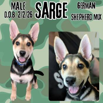 Sarge -  German Shepherd Dog Dog for Adoption in Caldwell, Texas - Sarge | PetCurious