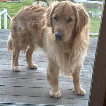 Golden Retriever Dogs Available for Adoption in Friday Harbor, Washington - Duncan (Courtesy Post) | PetCurious