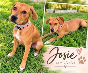 Josie -  Mixed Breed Dog for Adoption in Casselberry, Florida - Josie | PetCurious