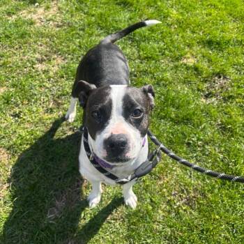 Boston Terrier and Pit Bull Terrier Dogs Available for Adoption in Milan, Illinois - Daisy | PetCurious