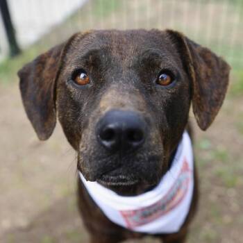 COCO -  Terrier Dog for Adoption in San Antonio, Texas - COCO | PetCurious