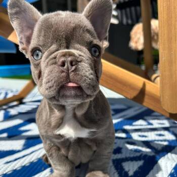 Ollie -  French Bulldog Dog for Adoption in Huber Heights, Ohio - Ollie | PetCurious
