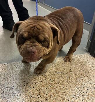 PEPE -  Pit Bull Terrier and Mixed Breed Dog for Adoption in Doral, Florida - PEPE | PetCurious