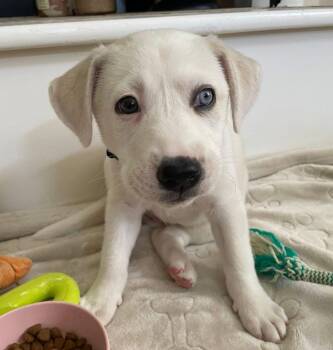 Ryna (AO36701) -  Catahoula Leopard Dog Dog for Adoption in Kansas City, Kansas - Ryna (AO36701) | PetCurious