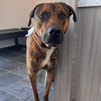 Mountain Cur and Terrier Dogs Available for Adoption in Clearwater, Florida - Scooby | PetCurious