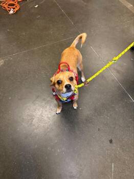 PEANUT -  Chihuahua and Mixed Breed Dog for Adoption in Santa Cruz, California - PEANUT | PetCurious
