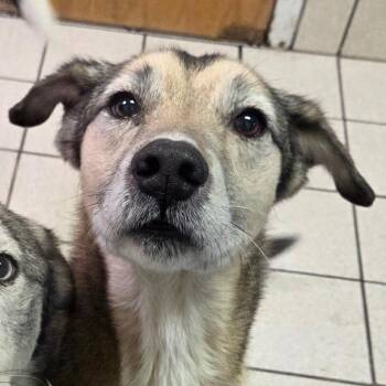 Mixed Breed Dogs Available for Adoption in Charleston, West Virginia - Kalesi | PetCurious