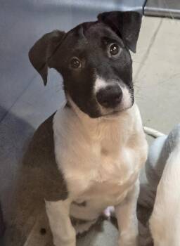 Clayton -  Whippet and Labrador Retriever Dog for Adoption in Bellingham, Washington - Clayton | PetCurious