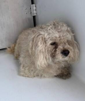 Poodle and Maltese Dogs Available for Adoption in Lawrenceville, Georgia - Pen 227 Yoshi | PetCurious