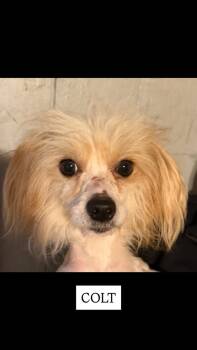 Rescue Chinese Crested Dog Dogs for Adoption in Dallas, Pennsylvania - COLT | PetCurious