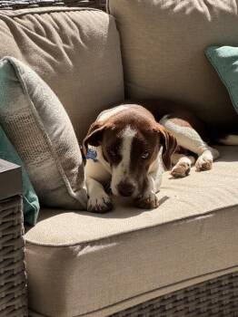 Beagle and Mixed Breed Dogs Available for Adoption in Aiken, South Carolina - Jenny | PetCurious