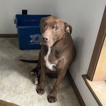 Milo -  Chocolate Labrador Retriever and American Staffordshire Terrier Dog for Adoption in Mooresville, North Carolina - Milo | PetCurious
