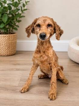 Delilah -  Golden Retriever and Poodle Dog for Adoption in Malvern, Pennsylvania - Delilah | PetCurious