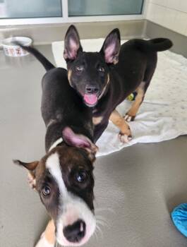 Sammich -  Mixed Breed Dog for Adoption in Healdsburg, California - Sammich | PetCurious