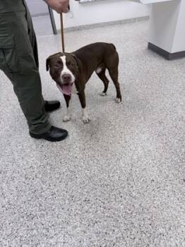 Rescue Terrier and Mixed Breed Dogs for Adoption in Gastonia, North Carolina - 59761930 | PetCurious