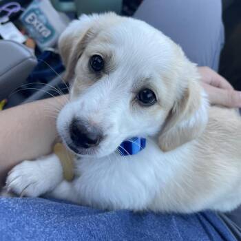 Chihuahua and Mixed Breed Dogs Available for Adoption - Bentley | PetCurious