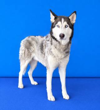 CANELO -  Siberian Husky Dog for Adoption in Pasadena, California - CANELO | PetCurious