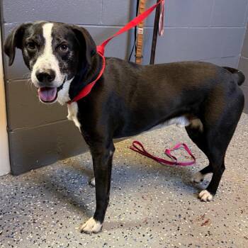 Labrador Retriever and Pit Bull Terrier Dogs Available for Adoption in Tuscaloosa, Alabama - Bubba | PetCurious