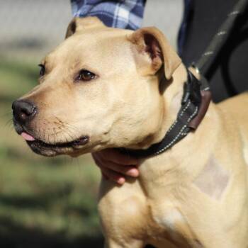 Pit Bull Terrier Dogs Available for Adoption in Columbia, South Carolina - Gary | PetCurious